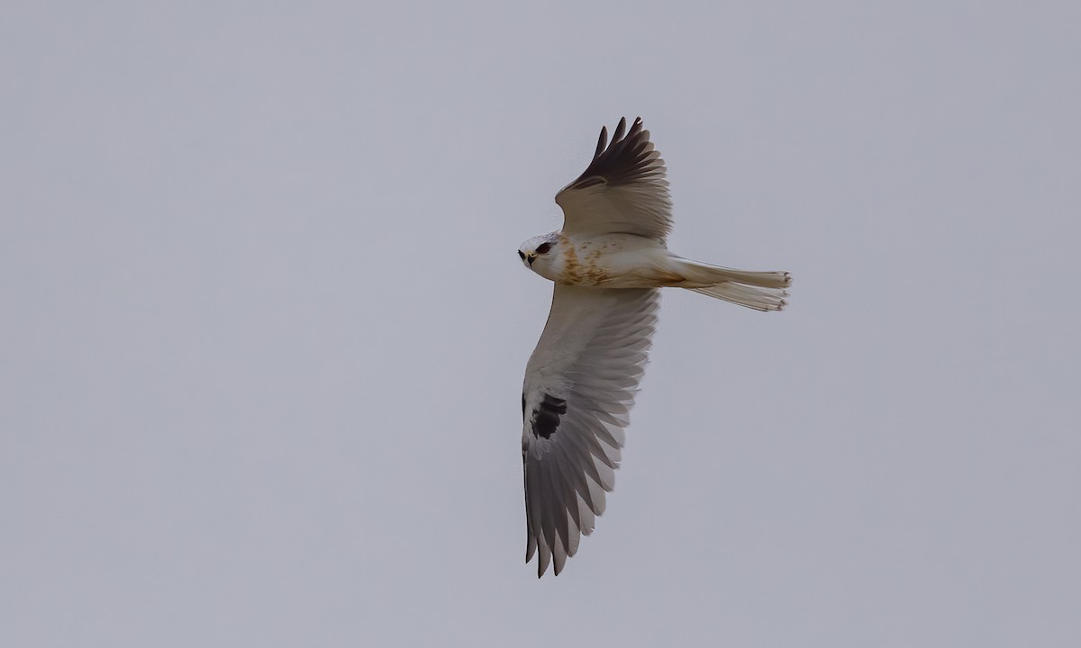 White-tailed Kite - Becky Matsubara