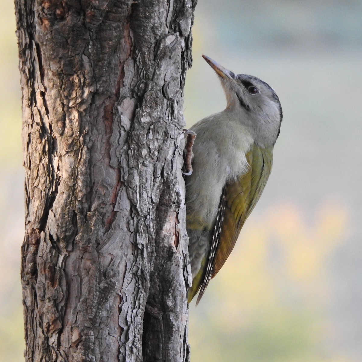 Gray-headed Woodpecker - Philip Steiner