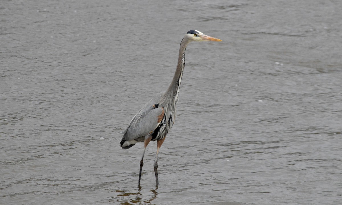 Great Blue Heron - Jacob Crissup