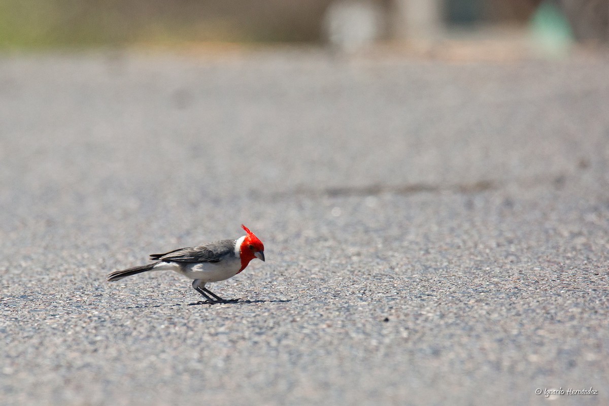 Red-crested Cardinal - ML183026301
