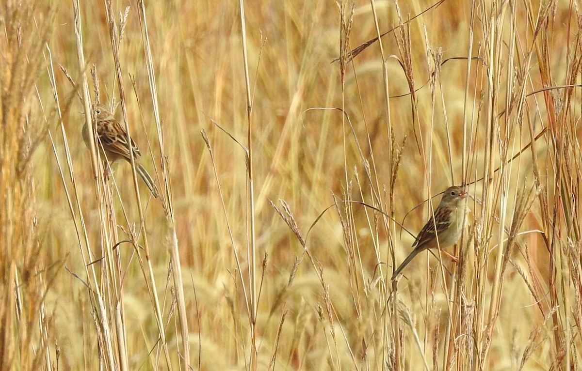Field Sparrow - ML183028111