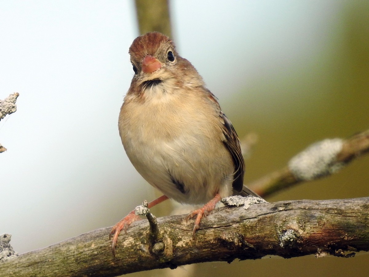 Field Sparrow - ML183028131