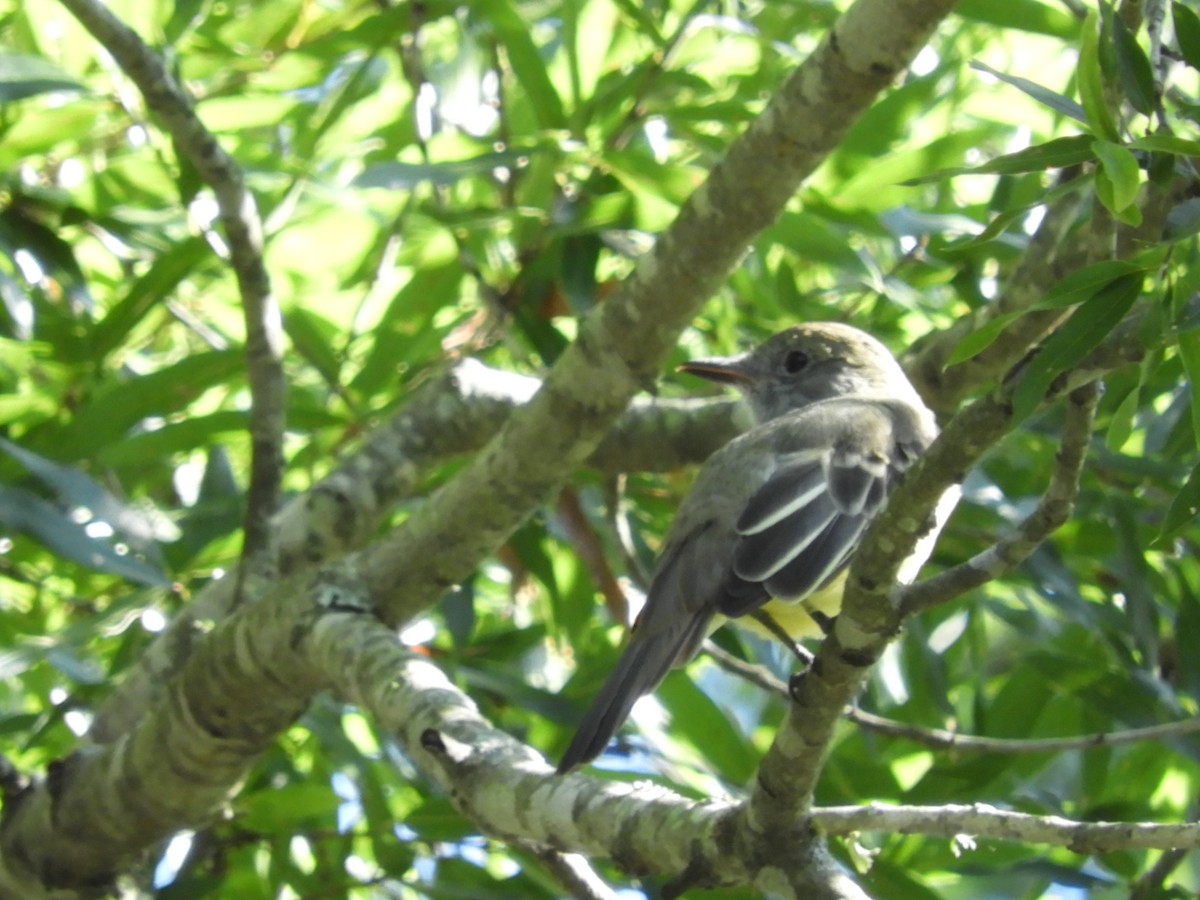Great Crested Flycatcher - ML183037471