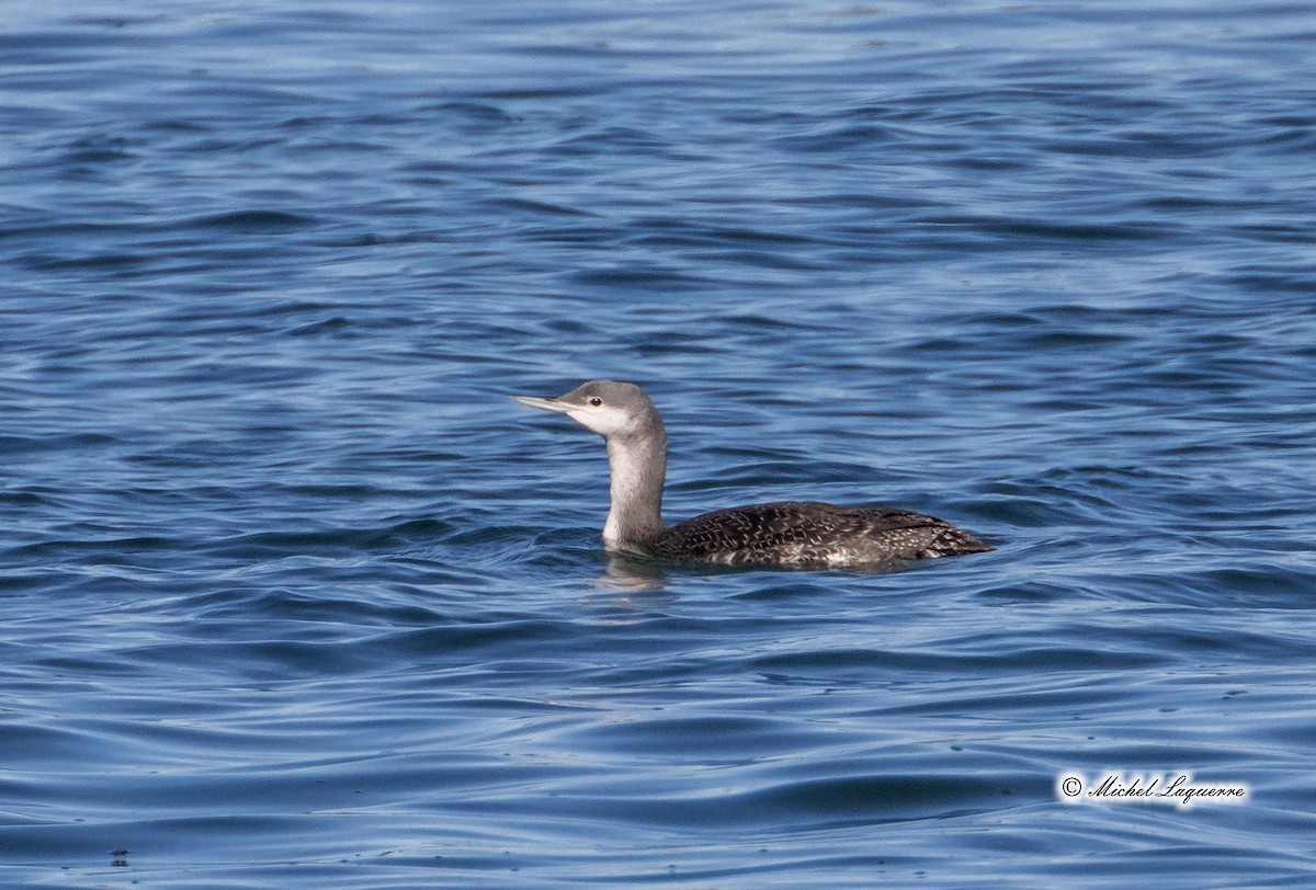 Red-throated Loon - ML183038311