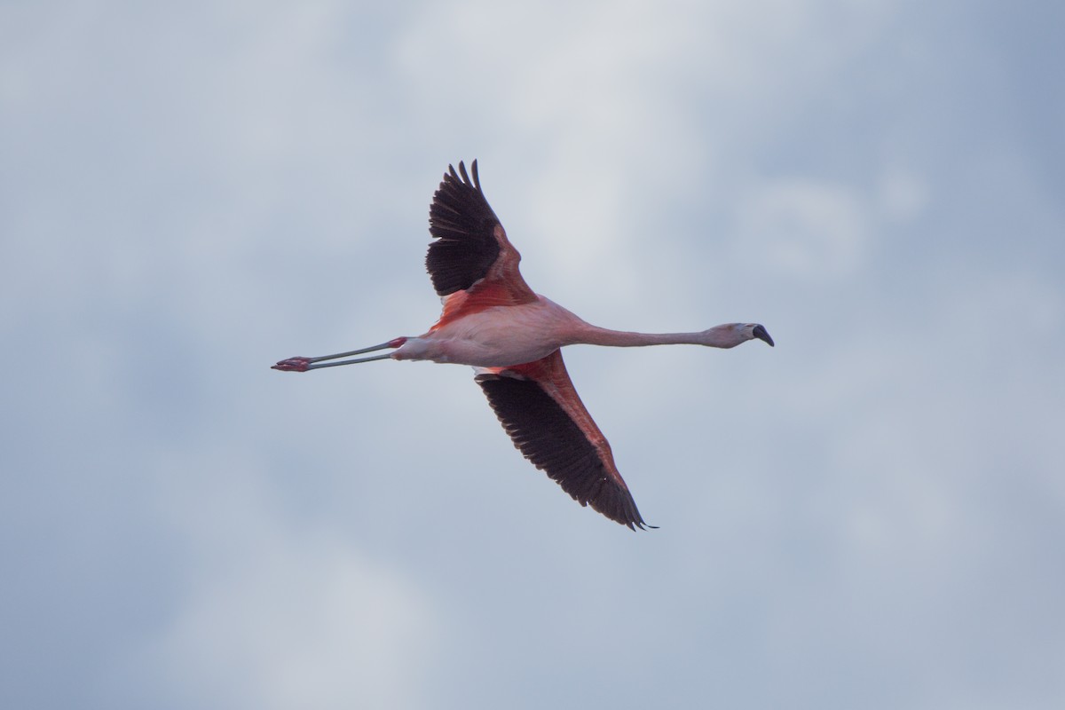 Chilean Flamingo - Hederd Torres García
