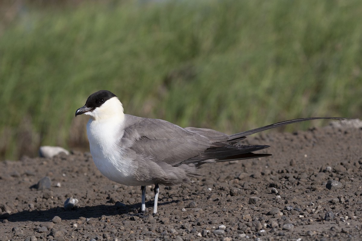Long-tailed Jaeger - ML183040051