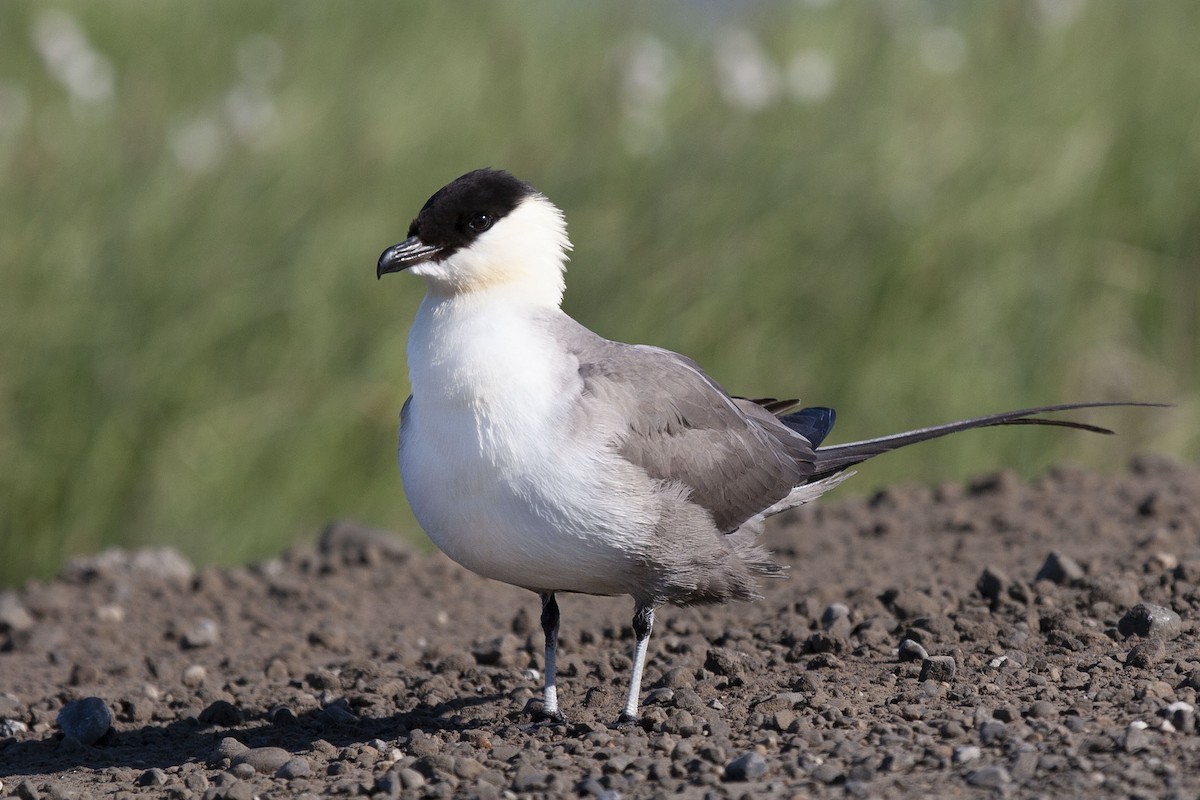 Long-tailed Jaeger - ML183040071