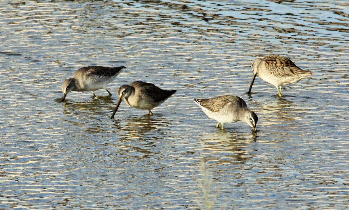 Long-billed Dowitcher - ML183040901