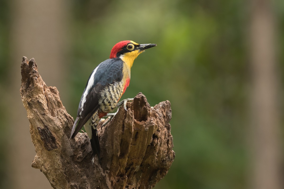 Yellow-fronted Woodpecker - ML183043571