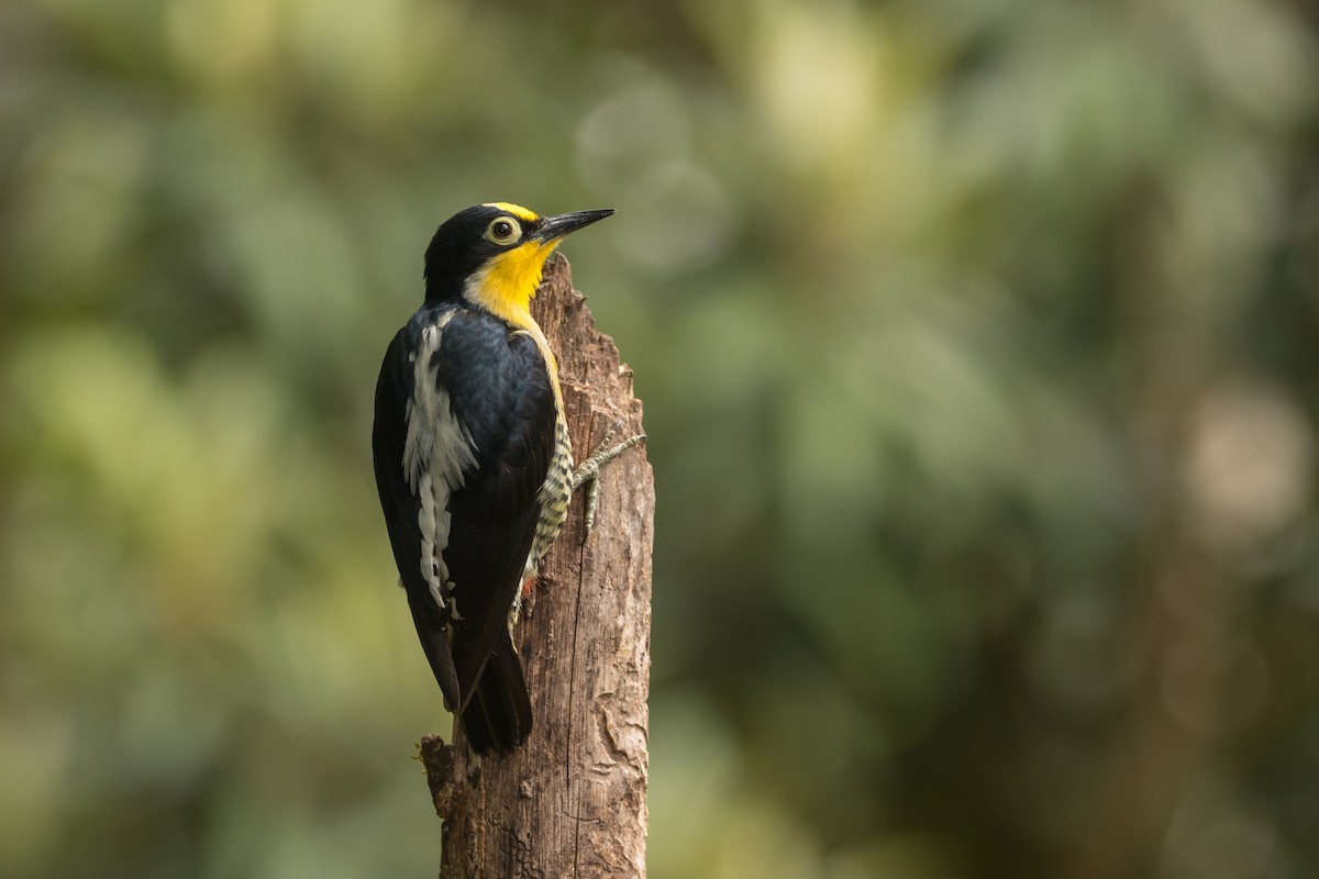 Yellow-fronted Woodpecker - ML183043591