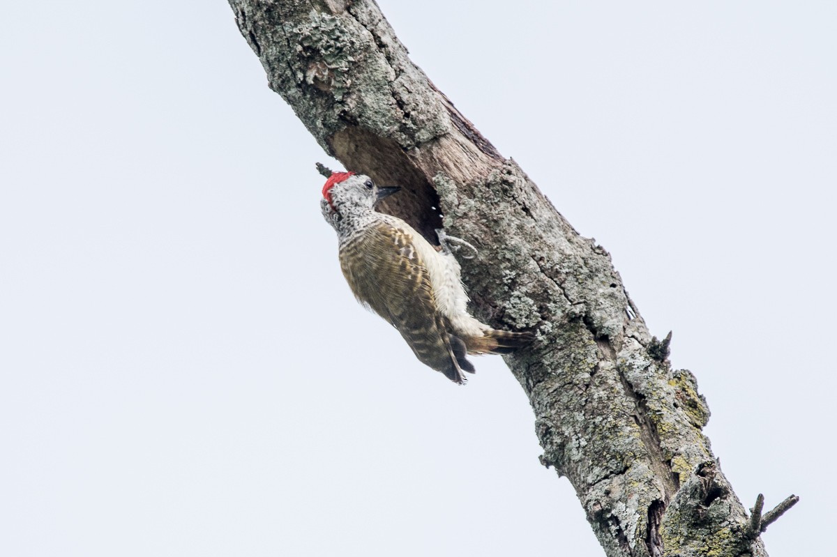 Speckle-breasted Woodpecker - ML183044381