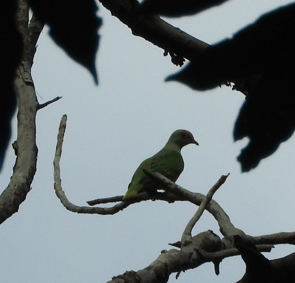 Rose-crowned Fruit-Dove - ML183046711