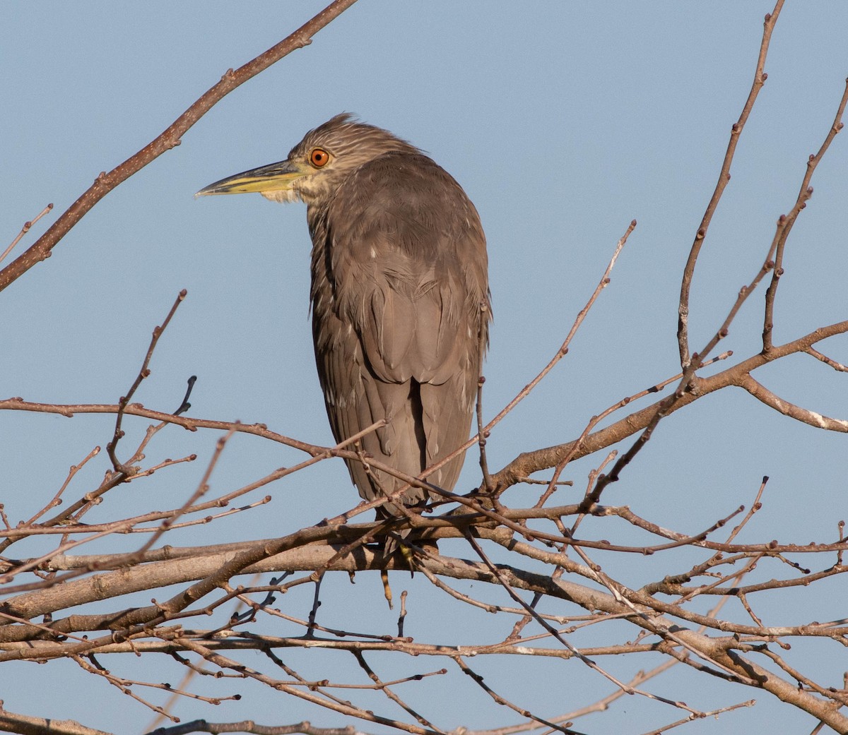 Black-crowned Night Heron - Kirk Gardner
