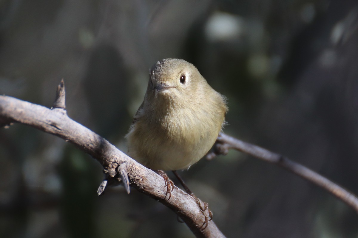 Ruby-crowned Kinglet - Kathy Mihm Dunning
