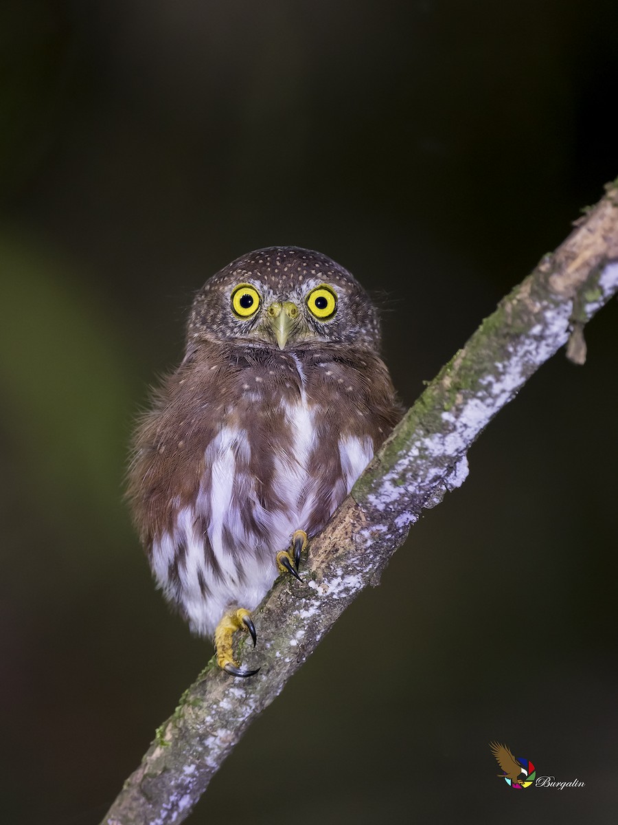 Central American Pygmy-Owl - ML183050821