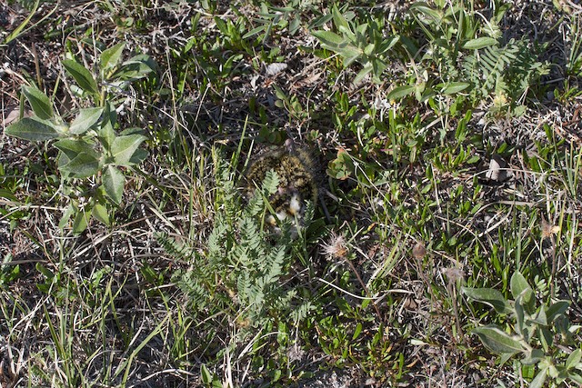 Downy chick hiding. - American Golden-Plover - 