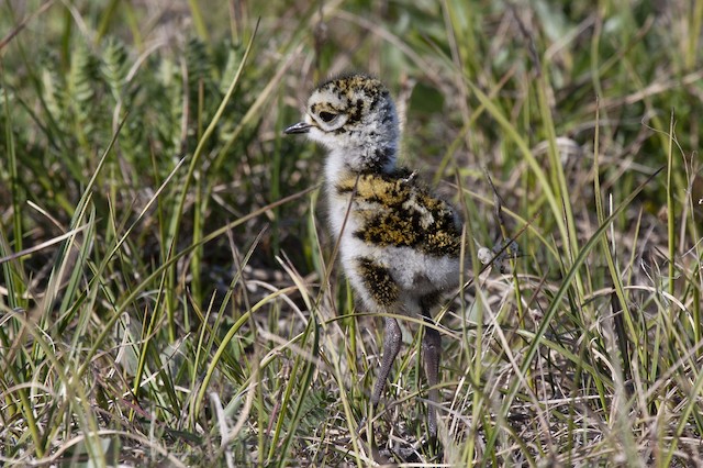 Downy chick. - American Golden-Plover - 