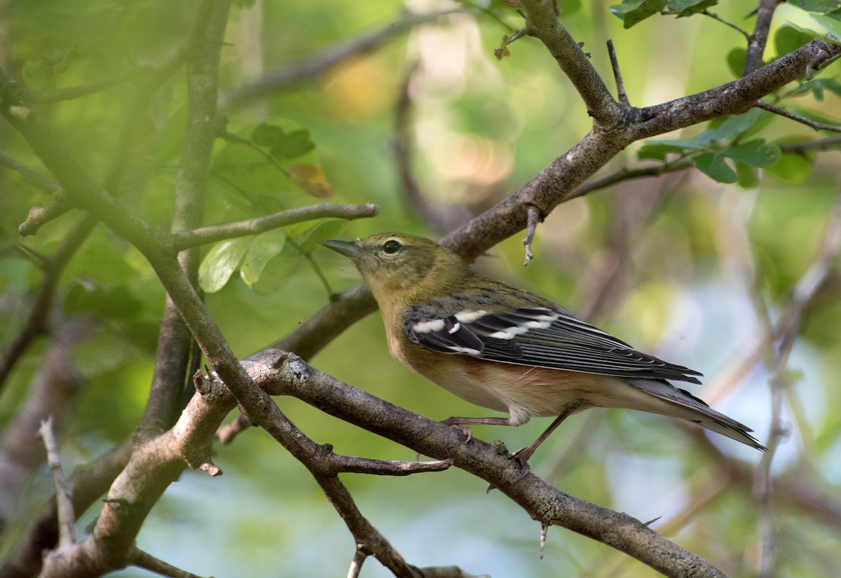 Bay-breasted Warbler - Denny Swaby