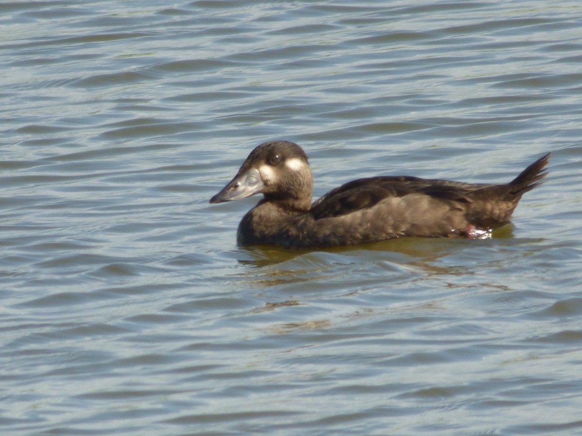 Surf Scoter - Candy McNamee