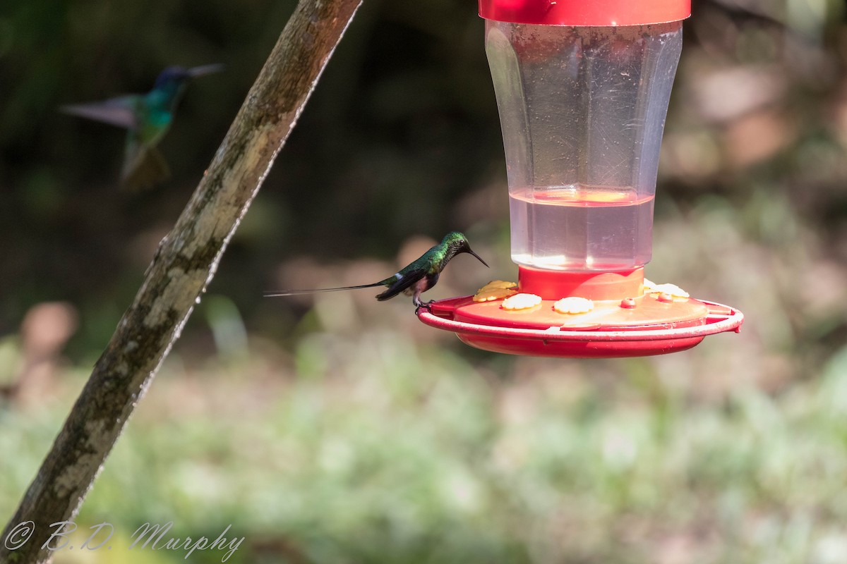 Black-bellied Thorntail - ML183063221