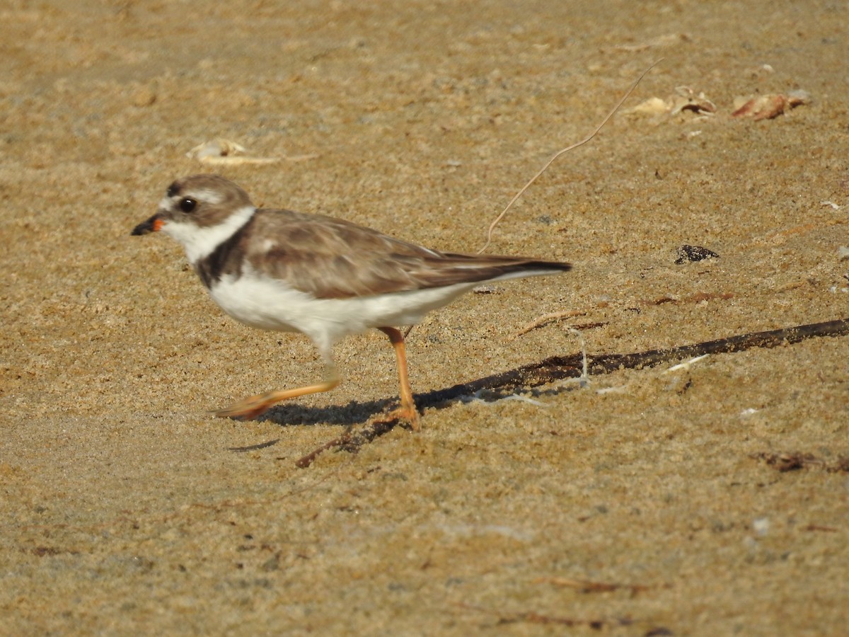 Semipalmated Plover - ML183064241