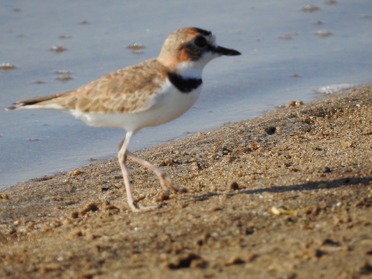 Collared Plover - ML183064321