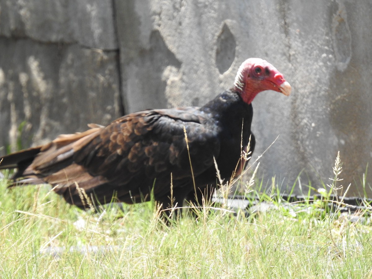 Turkey Vulture - ML183066201