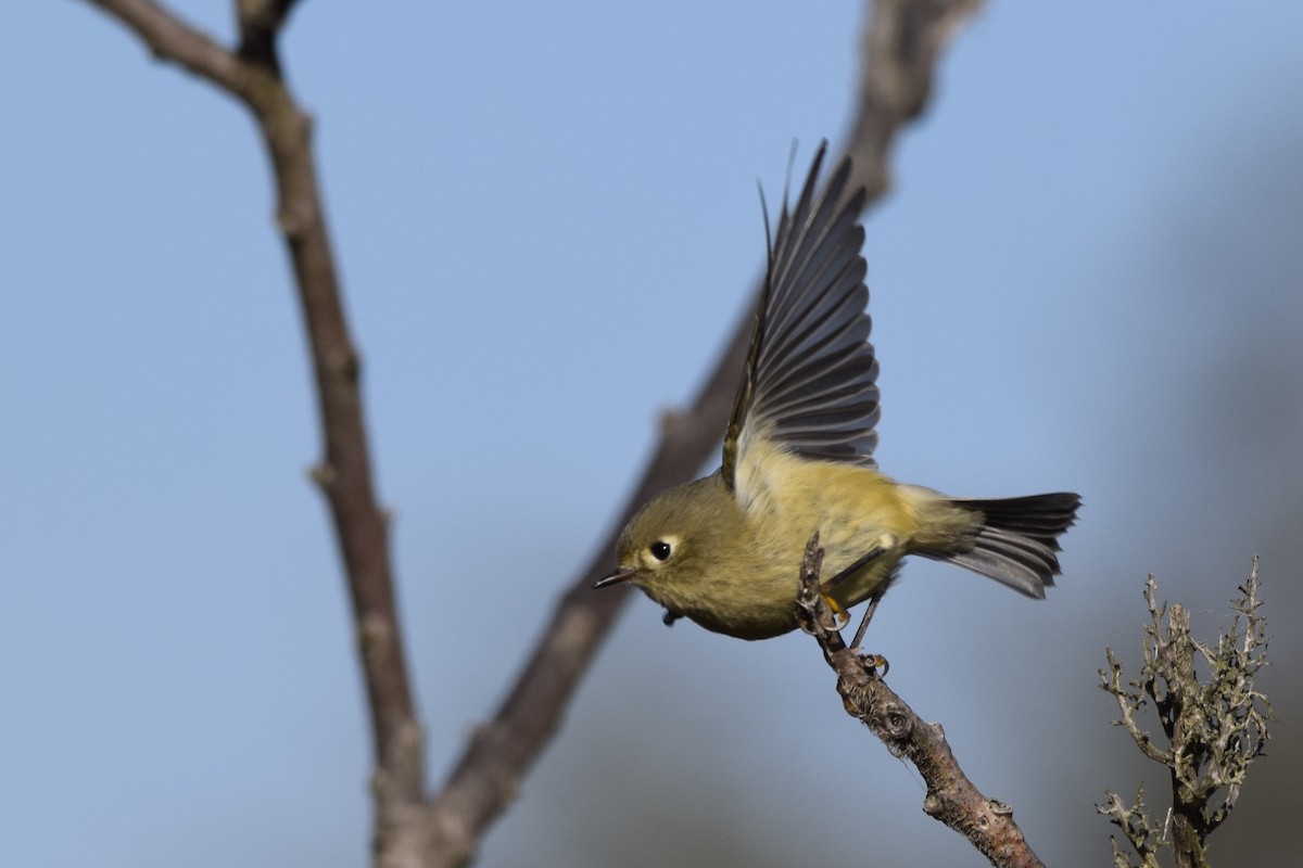 Ruby-crowned Kinglet - Ethan Gosnell