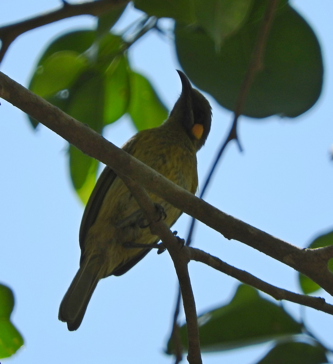 Yellow-eared Honeyeater - Sandy Gayasih