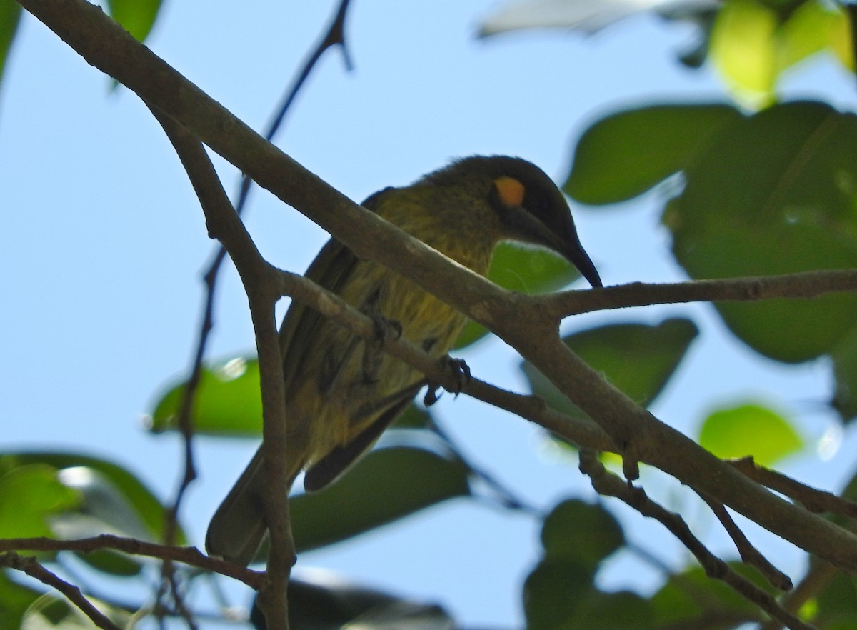 Yellow-eared Honeyeater - ML183070101