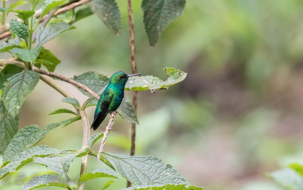 Blue-tailed Emerald - ML183071781