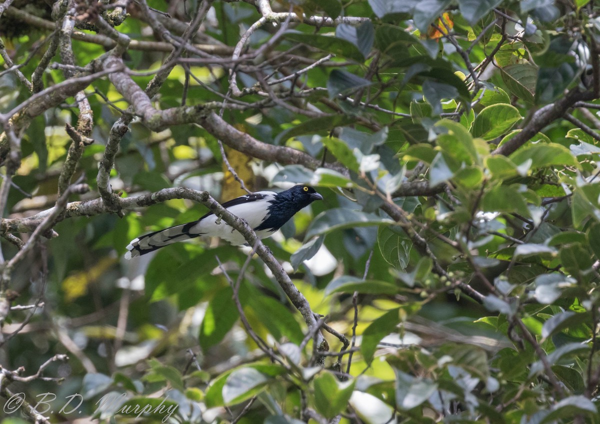 Magpie Tanager - ML183073301