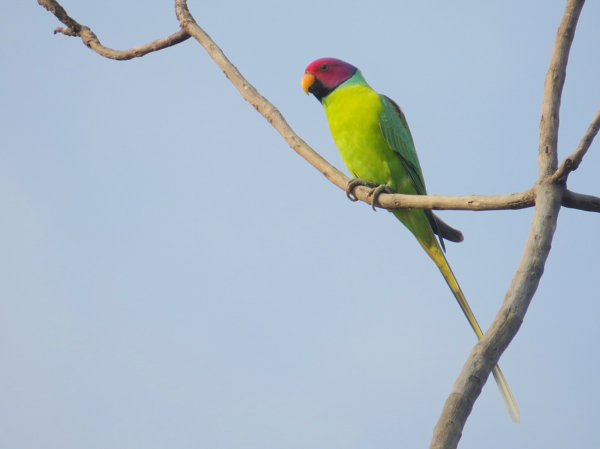 Plum-headed Parakeet - Rajiv R