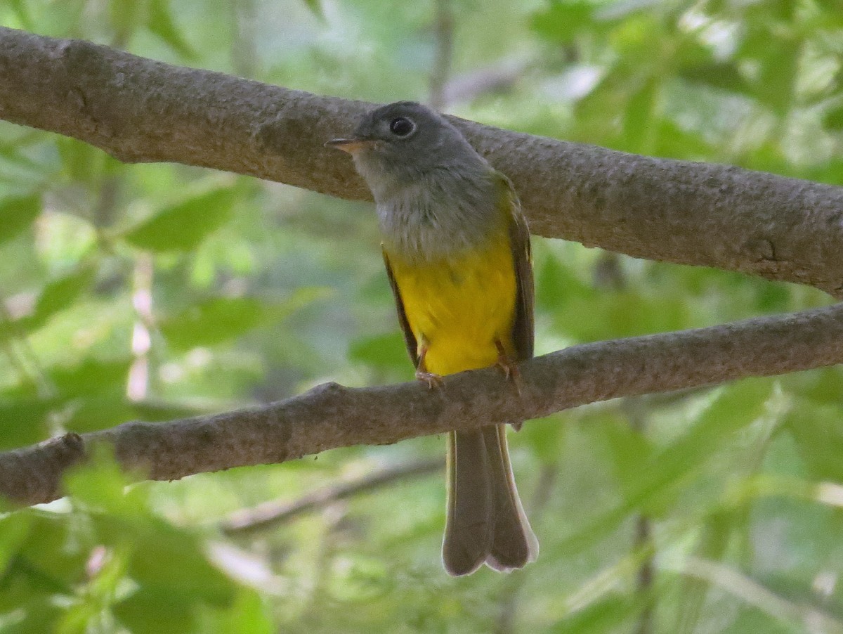 Gray-headed Canary-Flycatcher - Rajiv R