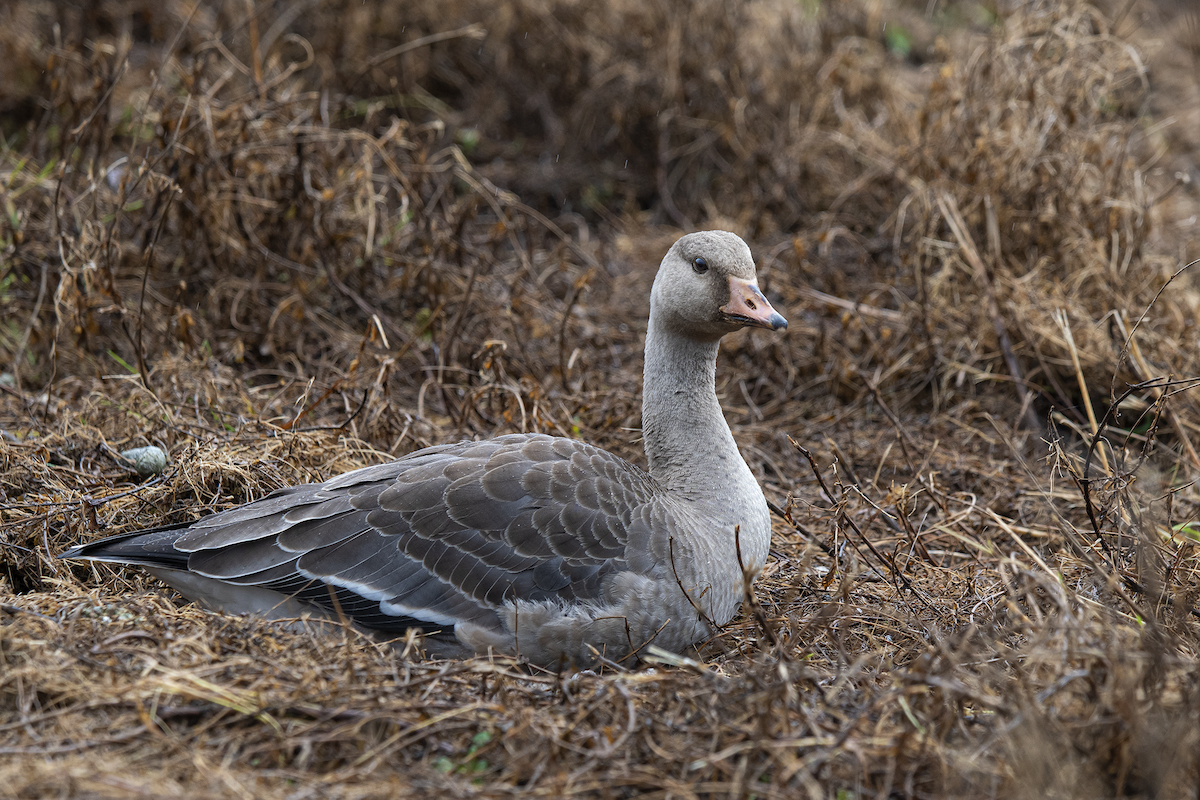 Greater White-fronted Goose - ML183075931