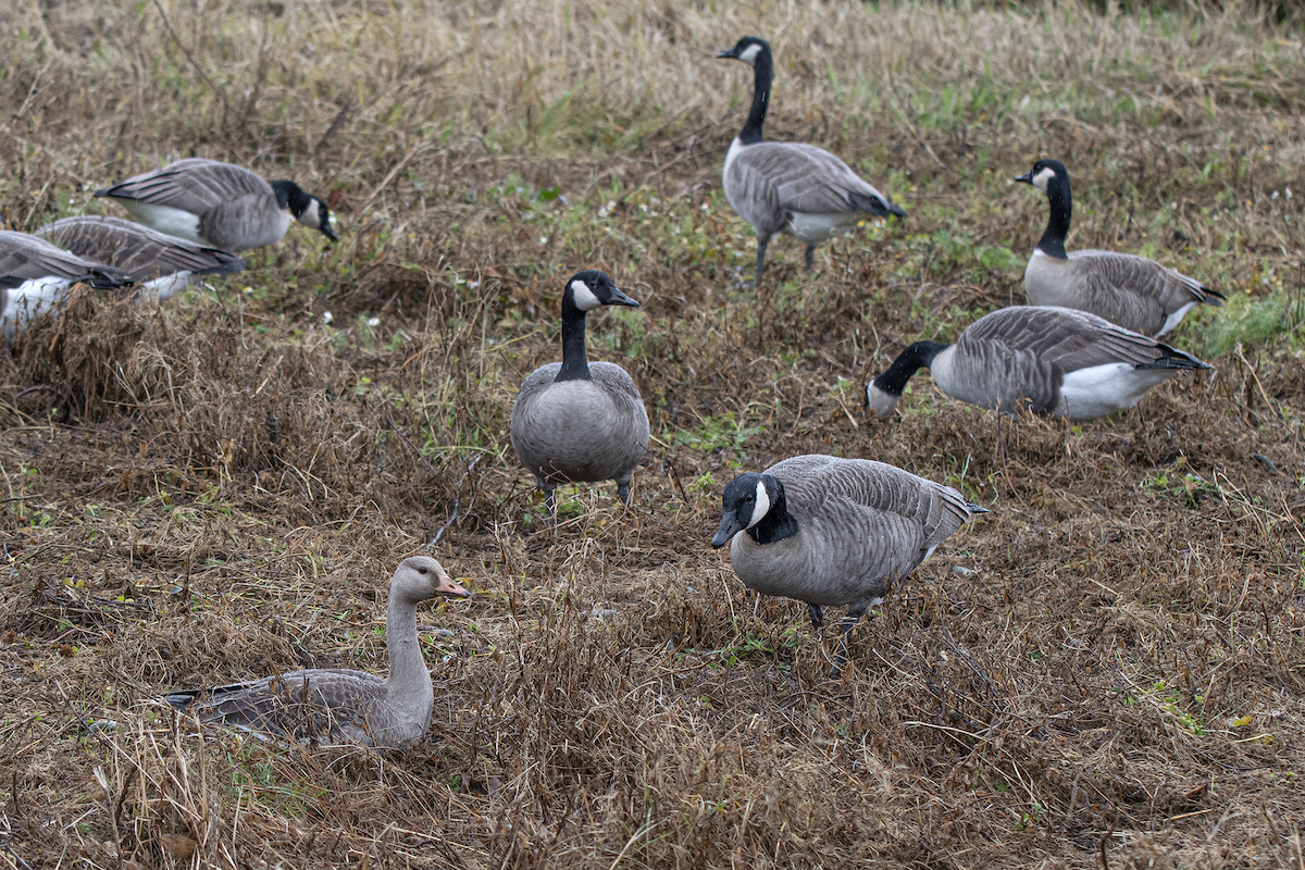 Greater White-fronted Goose - ML183075961