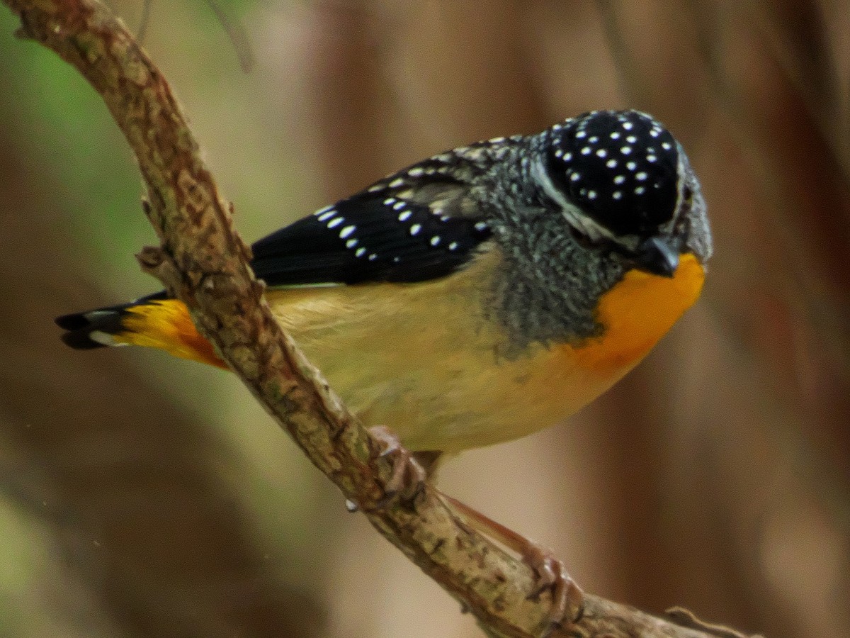 Spotted Pardalote - ML183080151