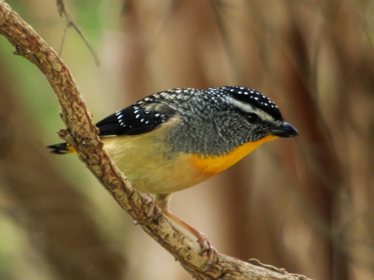 Spotted Pardalote - ML183080161