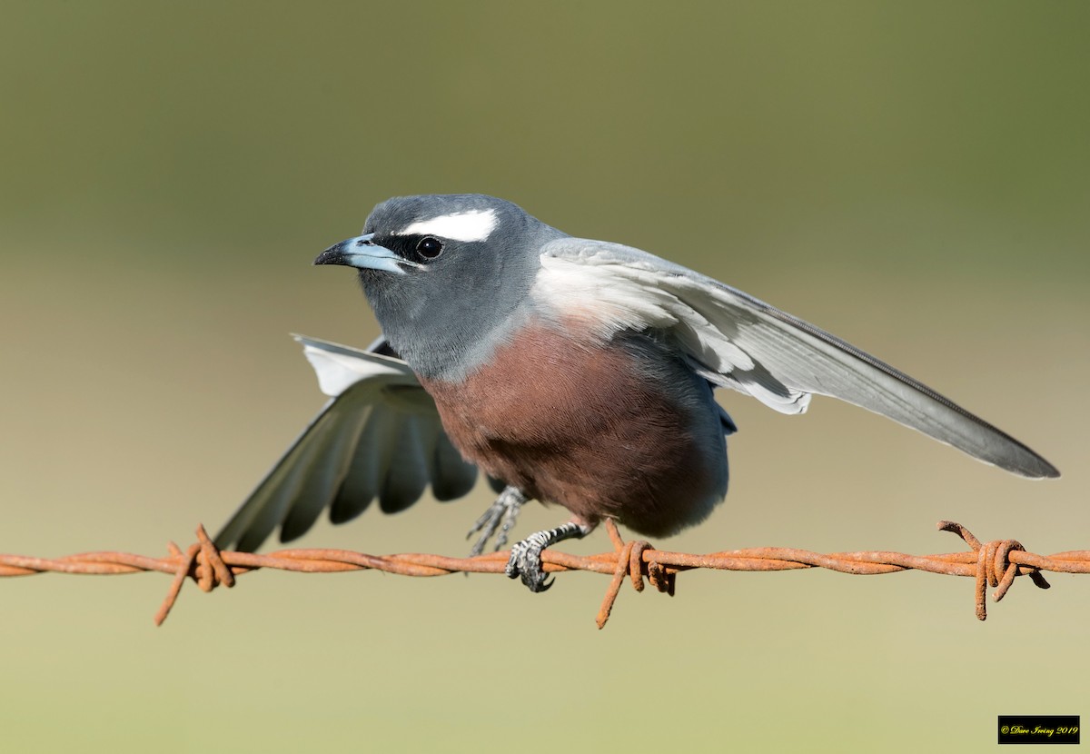 White-browed Woodswallow - ML183081551