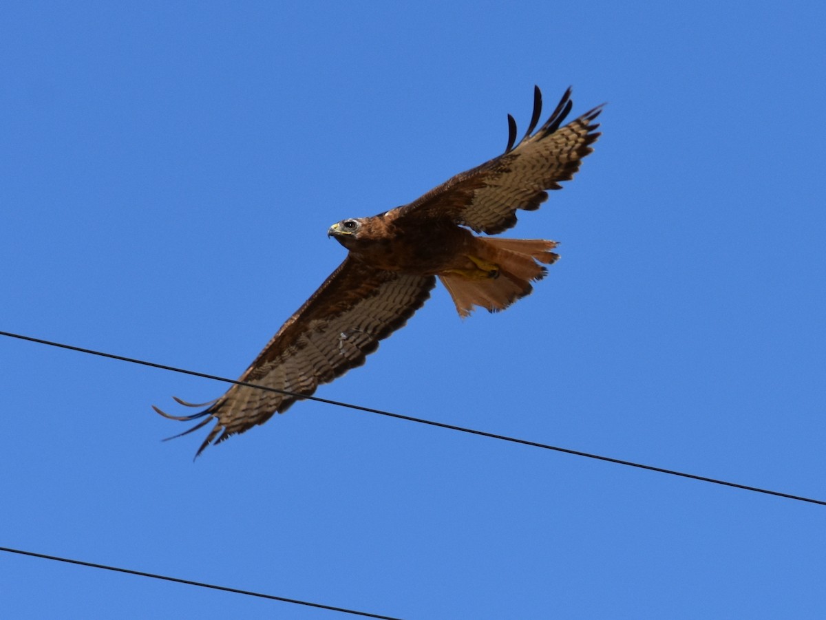 Red-tailed Hawk - ML183083071