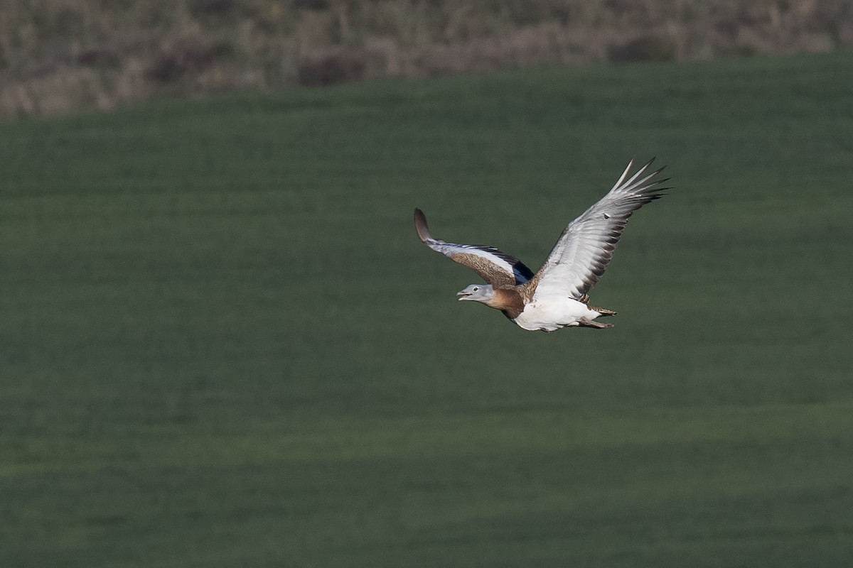 Great Bustard - Miguel Rouco