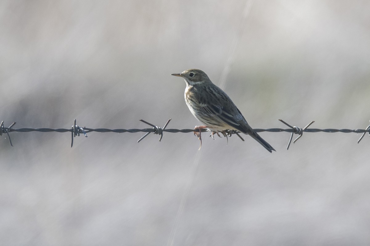 Meadow Pipit - ML183088531