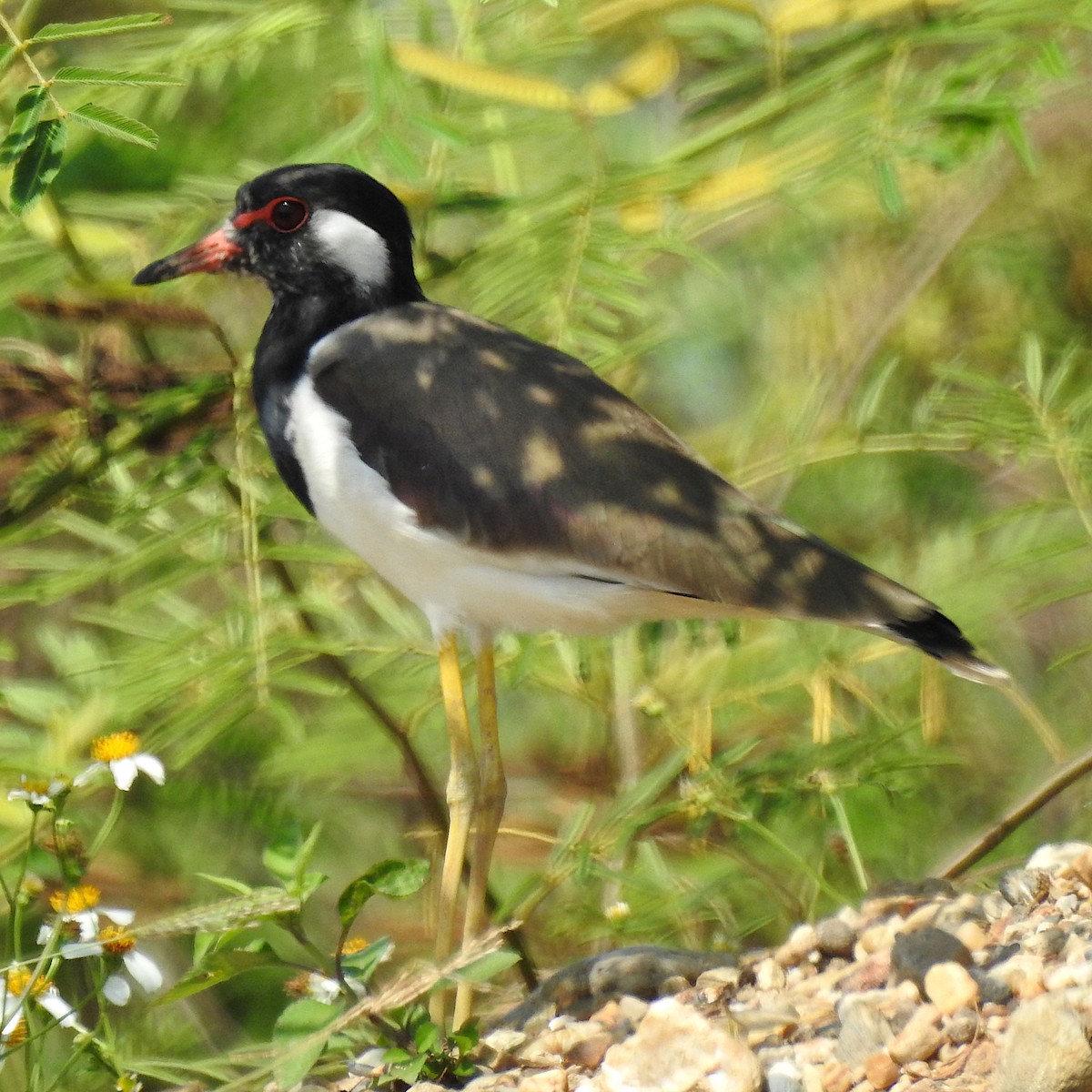 Red-wattled Lapwing - Niel Bruce