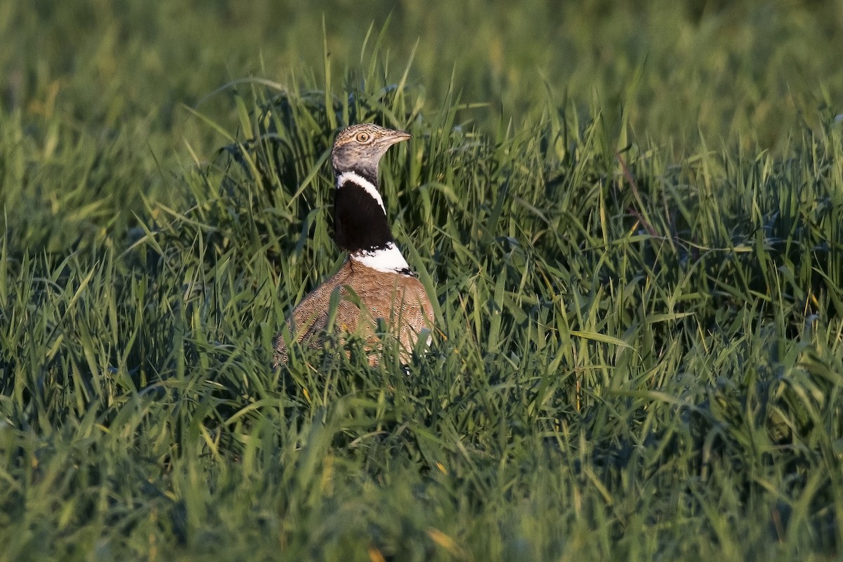 Little Bustard - Miguel Rouco