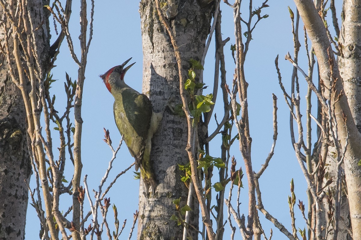 Iberian Green Woodpecker - ML183090761