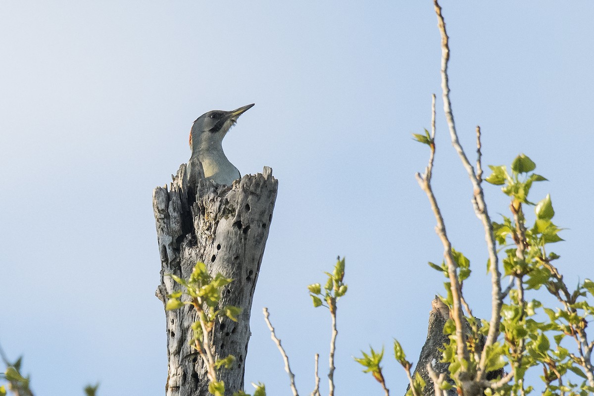 Iberian Green Woodpecker - ML183090771