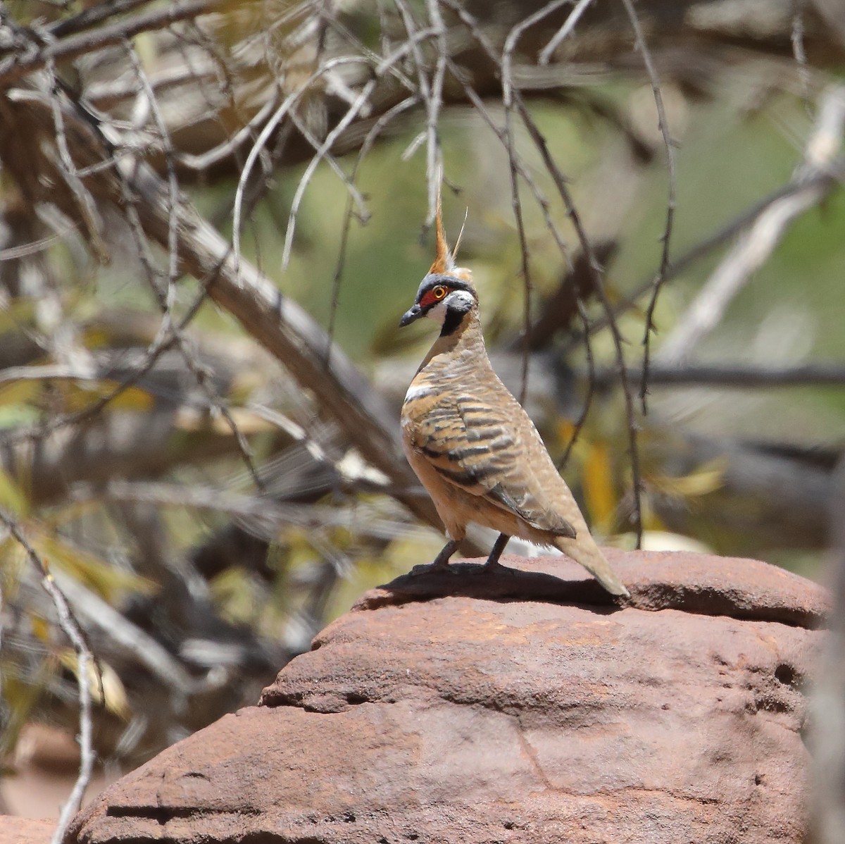 Spinifex Pigeon - ML183094711