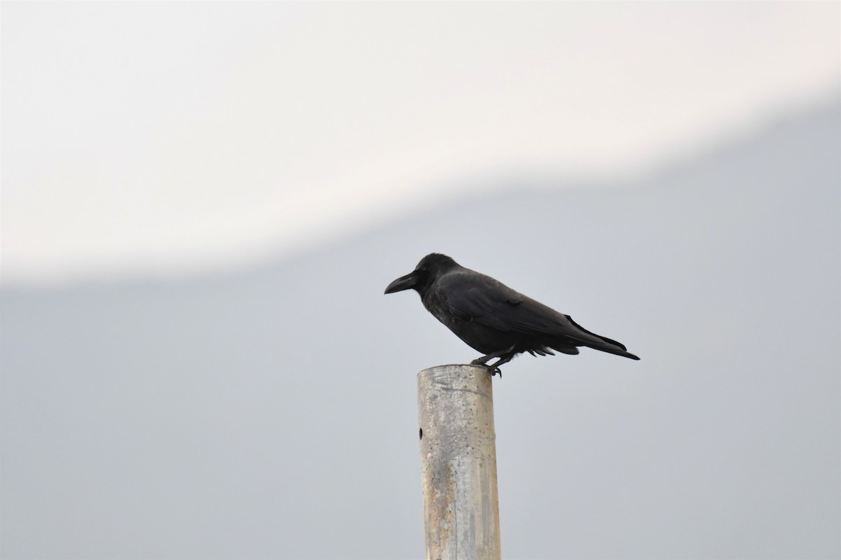 Large-billed Crow - ML183097241