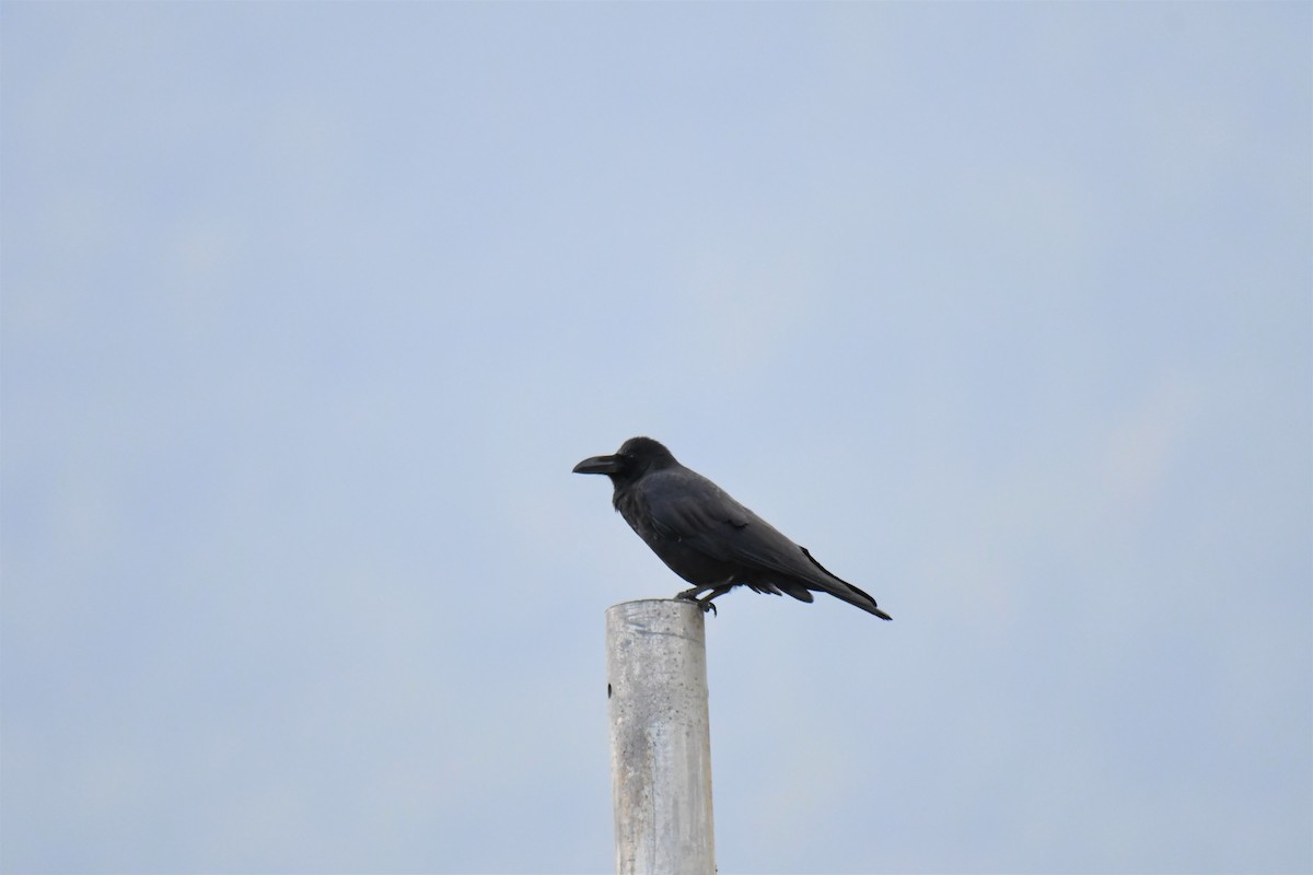 Large-billed Crow - ML183097251