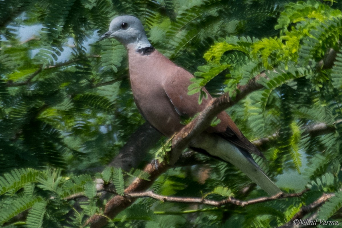 Red Collared-Dove - ML183099361